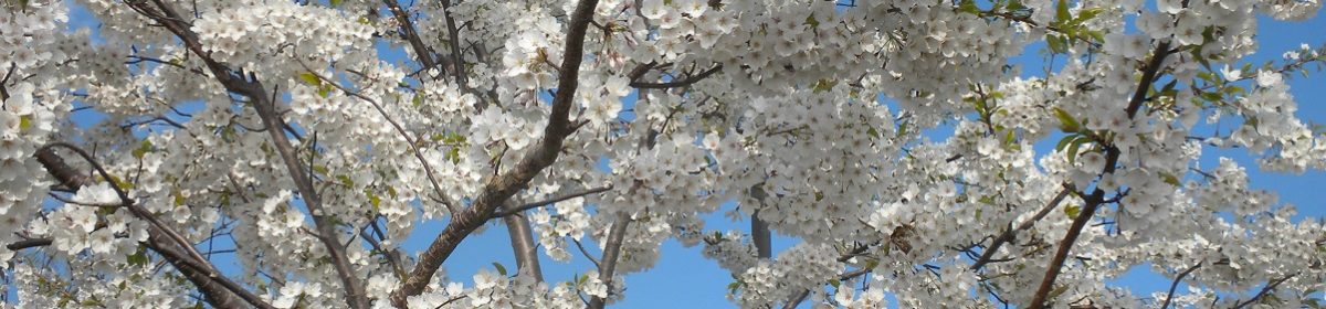 Japanese for American High School Students